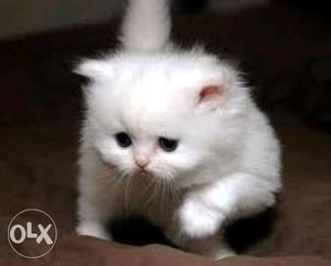 White Persian Kitten available