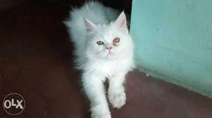 White Persian kitten..