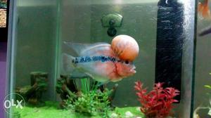 White, Pink, And Blue Flowerhorn Fish
