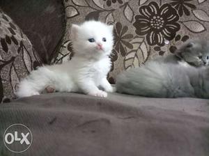 White and grey kittens for sale