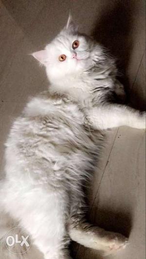 White male persian available for MATING only.