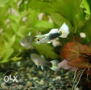 White tuxedo guppies for sale...Pair only 25/-,