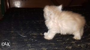 1 and half month brown colour fe male kitten for