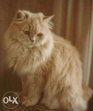 11 months old, creamish white female Persian cat,