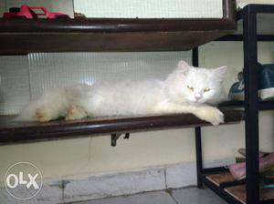 15 month Male white cat