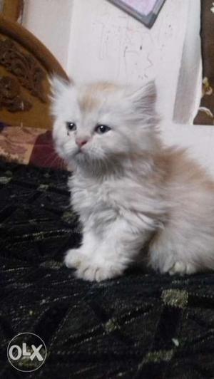 1and half month brown colour female kitten for