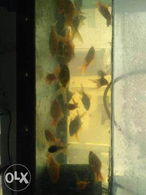 1dozen(12piece) of gold fish at 70 rupees..