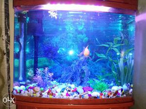 1month old fish tank 4ftx2ftx1ft worth Rs.  in 8k with