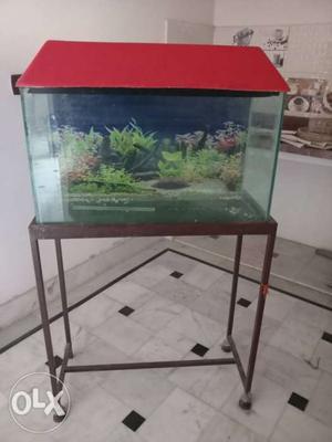 2.5 feet fish aquarium with stand and cap n toys