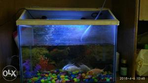 2.5 ft fish Tank with 4 fish (3 koi + 1 white
