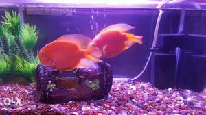 2 Big Size Fish For Sale