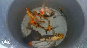 2 Chinese koi black and gold 3inch male female.
