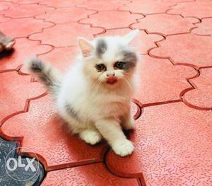 2 Months Old Female Persion Kitten call me on