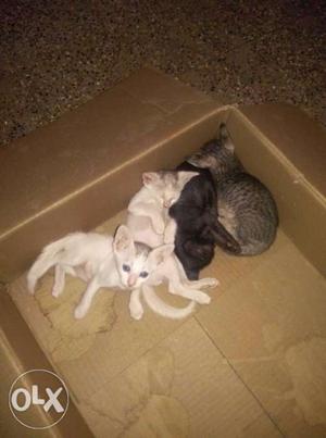 2 kittens white and gray only available now interested