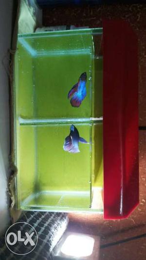 2 male impoted betta fish