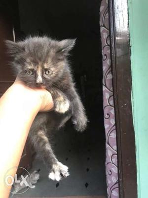 2 months old... persian kitten