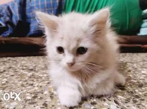 3 months old male persian kitten for sale