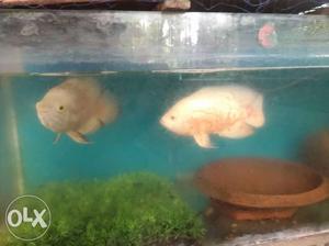 3feet aquriyam... and albino t oscar pair big size