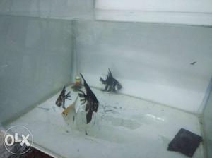 4 Breading Angel fish for sale at Andheri E