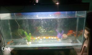 4 feet aquarium with 6 gold fishes good condition