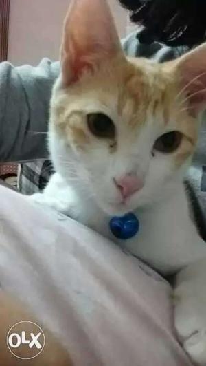 4 months male cute n affectionate cat. Needs home