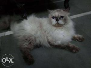 4 years old persian female perisan cat