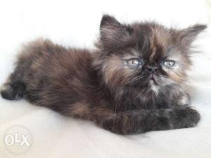 Adorable Persian kittens.
