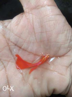 Albino full Red guppy