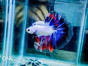 All kind of imported betta Available for sell