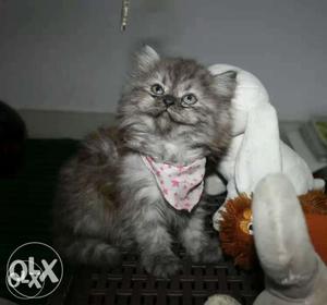 All types of Persian Kittens available