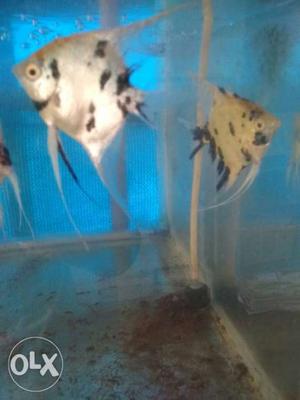Angel fish breeding pair for sale call me