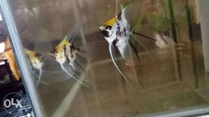 Angel fish pair for sale.