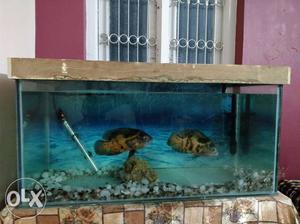 Aquarium 3ft with Oscar pair and steel stand.
