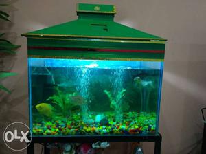 Aquarium complete set with fish