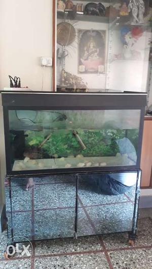 Aquarium full set 3.5ft by 2ft flower horn fish