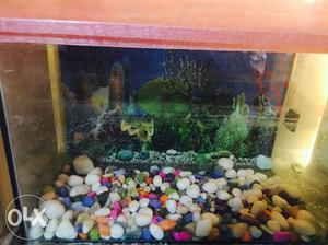 Aquarium with accesories available for Sale