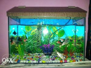 Aquariums with complete acessories at genuine price