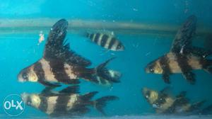 Asiatic barb fish. healthy and feed taking.