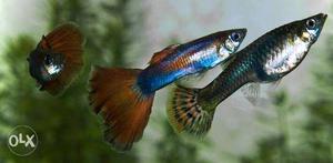 Attractive guppies breed at low price 2pair