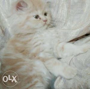 Available 2 months male cream tabby