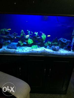 Beautiful 4ft aquarium for sale with cupboard