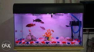 Beautiful Aquarium with CICHILID Fishes