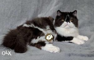 Beautiful Black and White Male Persian Kitten