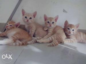 Beautiful kittens available