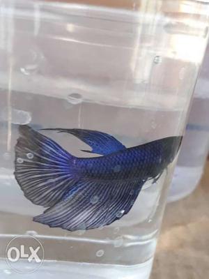 Betta fish male blue