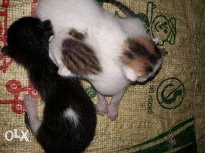 Black And White Kitten Litter