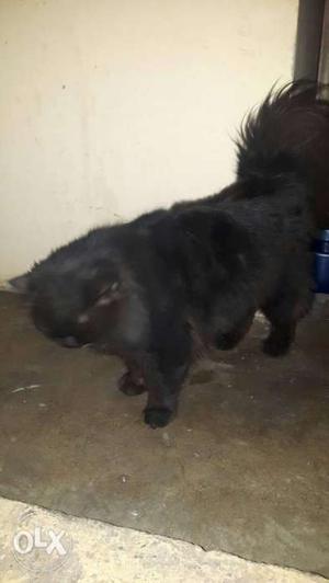 Black persian male cat 9month old