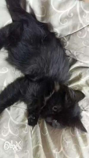 Black semi persian kitten 8 months old. female.