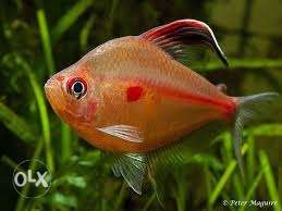 Blue And Red Neon Tetra