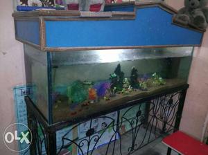 Blue Framed Fish Tank